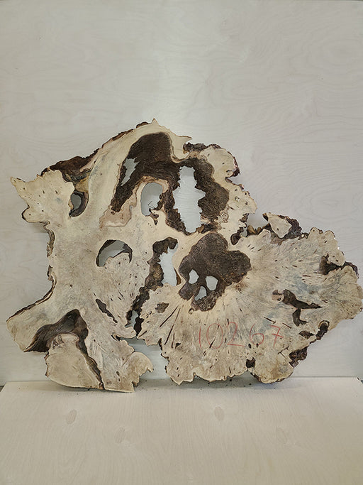 Buckeye Burl Slab