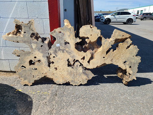 Buckeye Burl Slab